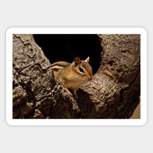 Chipmunk Sticker